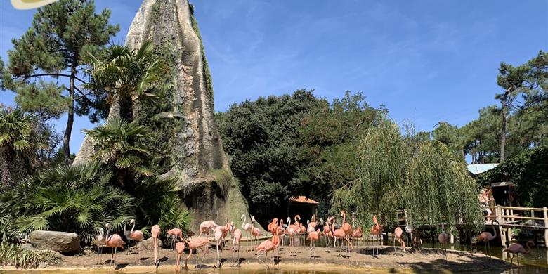 Flamants rose Zoo de la Palmyre proche de Laguna Lodge Résidence