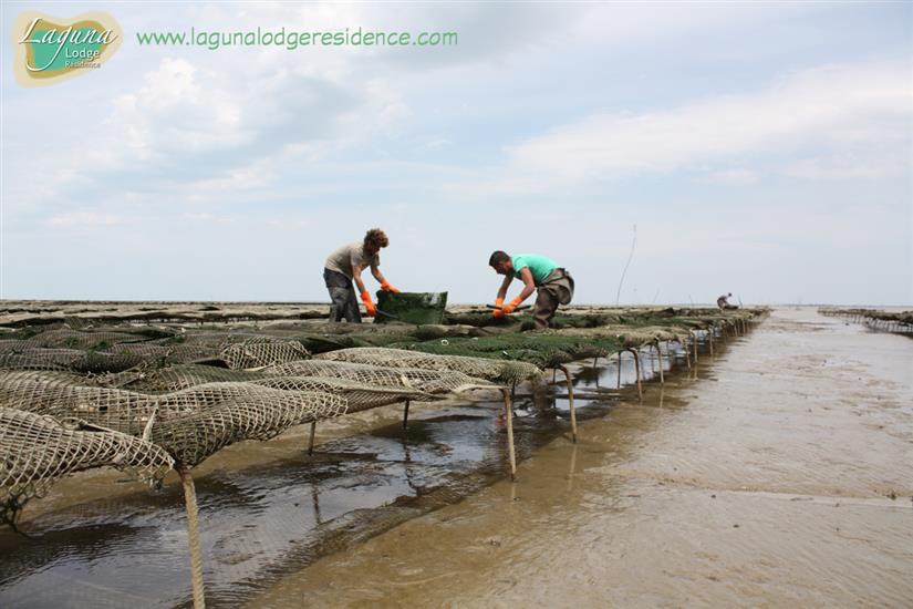 Ostréiculteurs sur la route touristique des huîtres proche de Laguna Lodge Résidence en Charente-Maritime sur la Côte Atlantique