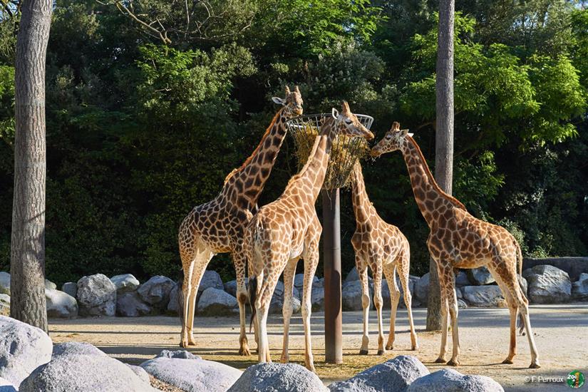 Girafes au Zoo de La Palmyre près de Laguna Lodge Résidence
