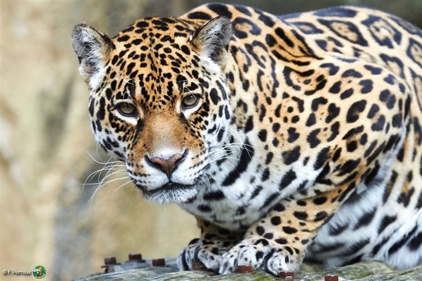 Jaguar au Zoo de la Palmyre près de Laguna Lodge Résidence