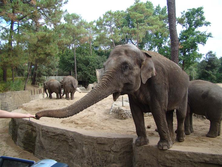 Zoo de La Palmyre