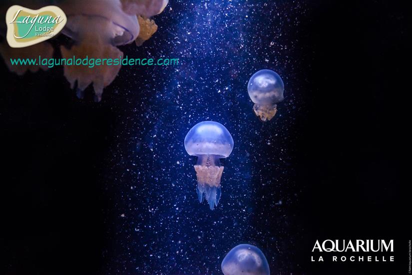 Meduses Aquarium La Rochelle proche de Laguna Lodge Résidence