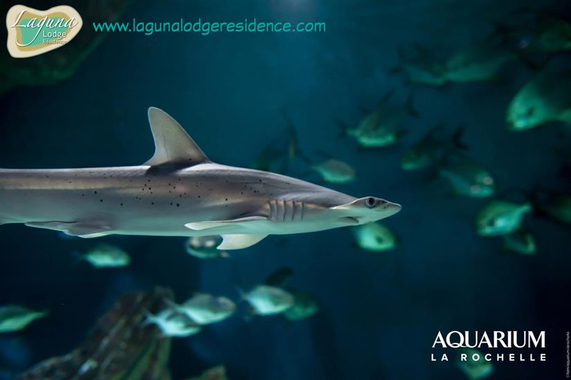 Requin Aquarium La Rochelle proche de Laguna Lodge Résidence
