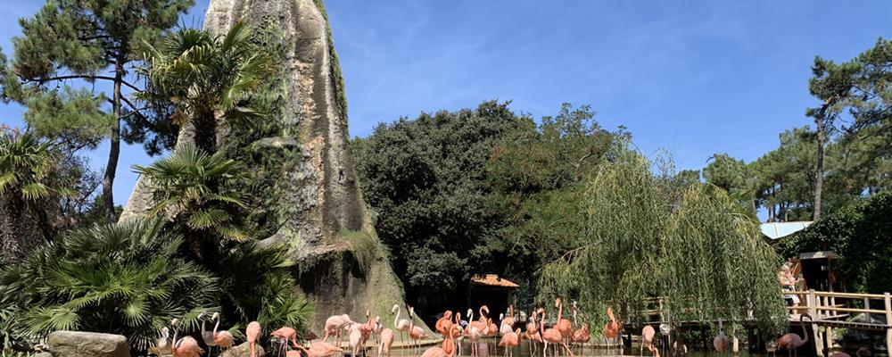 Flamants rose Zoo de la Palmyre proche de Laguna Lodge Résidence
