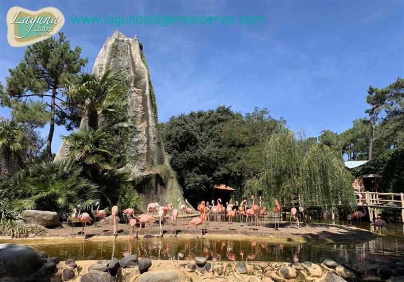 Flamants rose Zoo de la Palmyre proche de Laguna Lodge Résidence