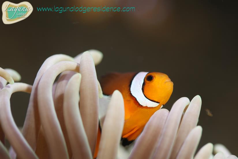 Poisson clown Aquarium La Rochelle en famille avec des enfants La Rochelle vacances en Charente-Maritime France