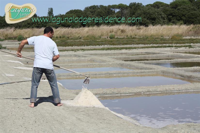 Saunier - Culture du sel - Île de Ré - Charente-Maritime 17