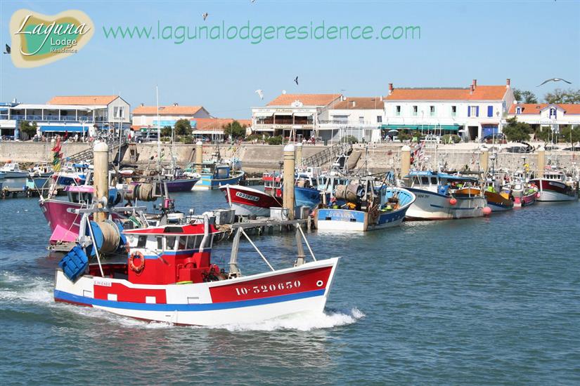 Port de la Cotinière - Île d'Oléron - Charente-Maritime 17