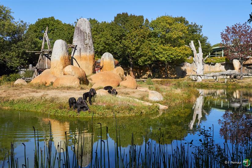 Espace Grands singes Zoo de La Palmyre près de Laguna Lodge Résidence